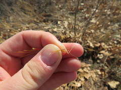 Aristida tuberculosa