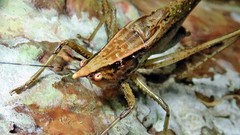 Neoconocephalus truncatirostris