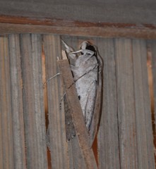 Agrius convolvuli