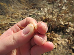 Aristida tuberculosa