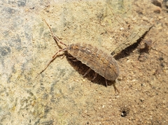 Lirceus