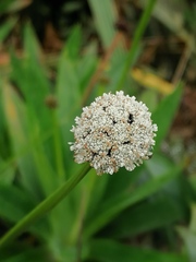 Paepalanthus costaricensis image