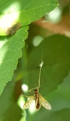 Polypedilum nubiferum