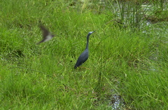 Egretta vinaceigula