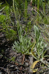 Syncarpha speciosissima angustifolia