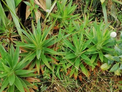 Paepalanthus costaricensis