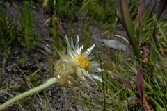 Syncarpha speciosissima angustifolia