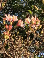 Rhododendron occidentale