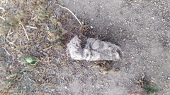 Lycalopex