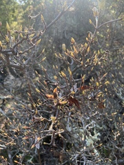 Rhododendron occidentale