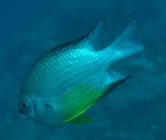 Amblyglyphidodon leucogaster