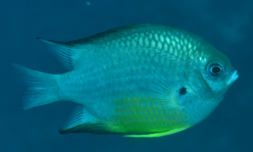 Golden-scaled damsel-fish (Amblyglyphidodon leucogaster) — Pomacentridae — 5