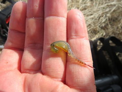 Eubranchipus neglectus