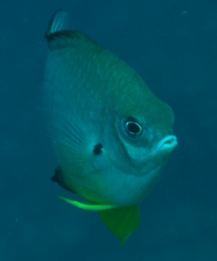 Amblyglyphidodon leucogaster