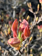Rhododendron occidentale