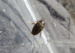 Agabus disintegratus