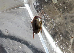 Agabus disintegratus