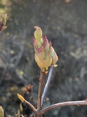 Rhododendron occidentale