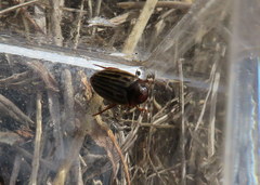 Agabus disintegratus