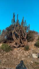 Trichocereus chiloensis chiloensis
