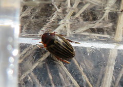 Agabus disintegratus