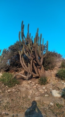 Trichocereus chiloensis chiloensis