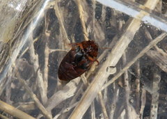 Agabus disintegratus