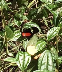 Heliconius hortense