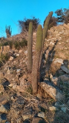Trichocereus chiloensis chiloensis