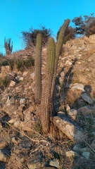 Trichocereus chiloensis chiloensis