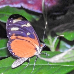 Mechanitis polymnia isthmia