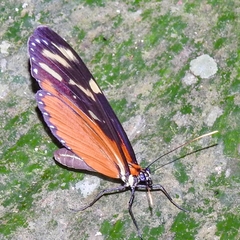 Mechanitis polymnia isthmia