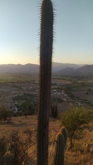 Trichocereus chiloensis chiloensis