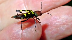 Pirangoclytus mniszechii