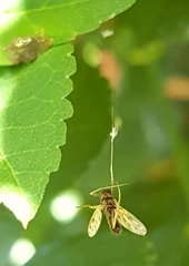 Polypedilum nubiferum