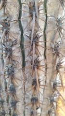 Trichocereus chiloensis chiloensis