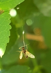 Polypedilum nubiferum