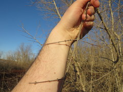 Forestiera acuminata