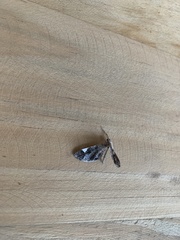 Hedylidae