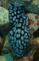 Pseudoceros imitatus