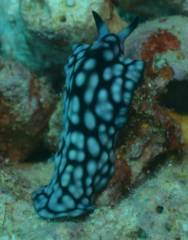 Pseudoceros imitatus