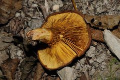 Paxillus rubicundulus image