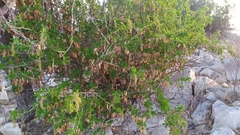 Anisomeria littoralis