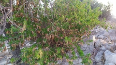 Anisomeria littoralis