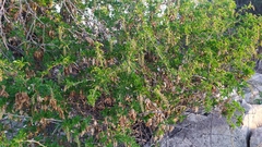 Anisomeria littoralis