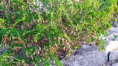 Anisomeria littoralis