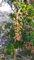 Anisomeria littoralis