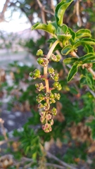 Anisomeria littoralis