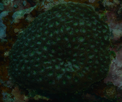 Acanthastrea