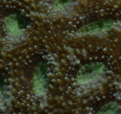 Acanthastrea